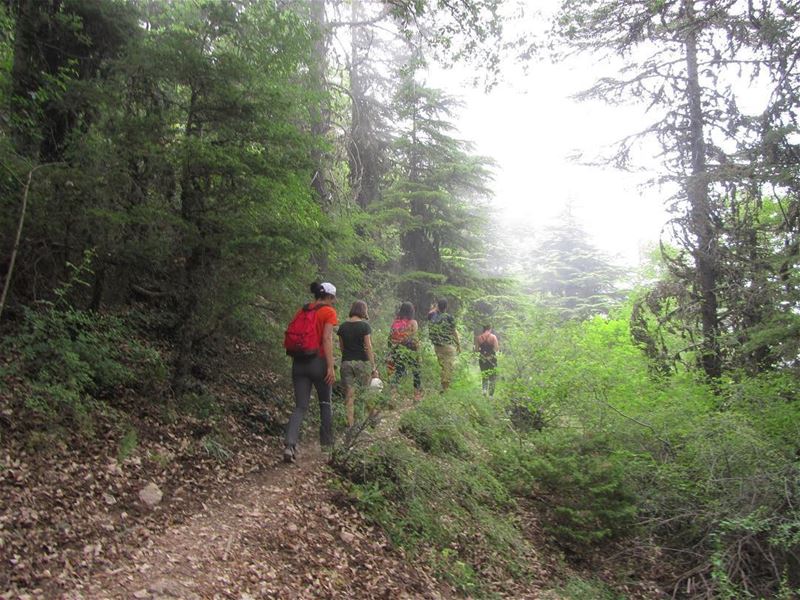  lebanon  nature  landscape  forest  trekking  outdoors  photography ...