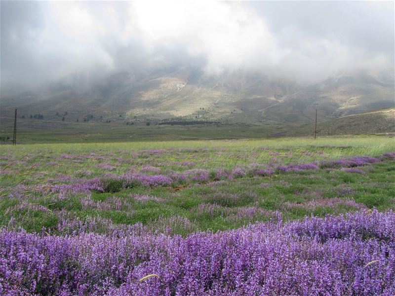  lebanon  nature  landscape  forest  trekking  outdoors  photography ...