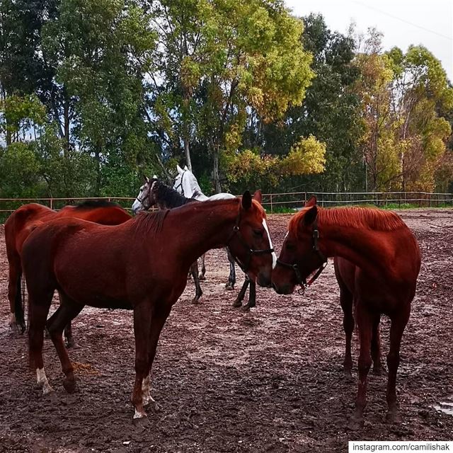  lebanon nature livelovelebanon horses  nature naturephotography... (Rachaaïne, Liban-Nord, Lebanon)