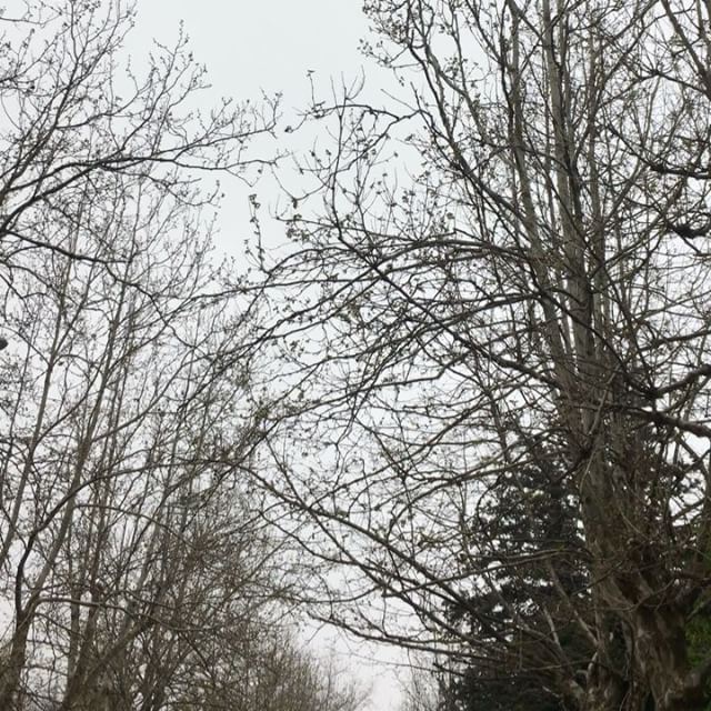  lebanon  nature  mountains  tree  nostalgia  sunday  weekend  goodbye ...