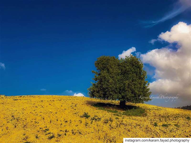  Lebanon 🇱🇧  nature  naturephotography  naturelovers  nature_perfection ... (Lebanon)