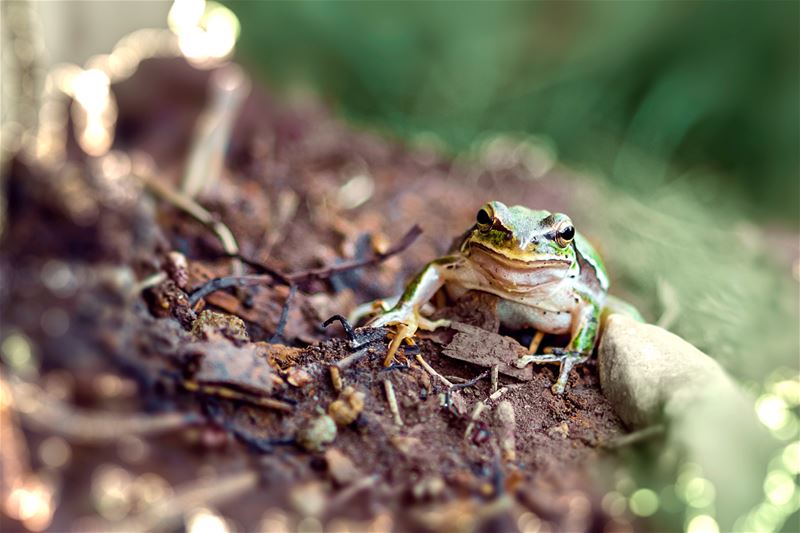  lebanon nature naturescapes frog akimanimals nationalphotography adorable...