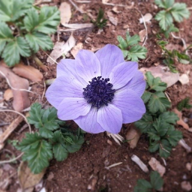  Lebanon  nature  purple  flower   kadisha ...