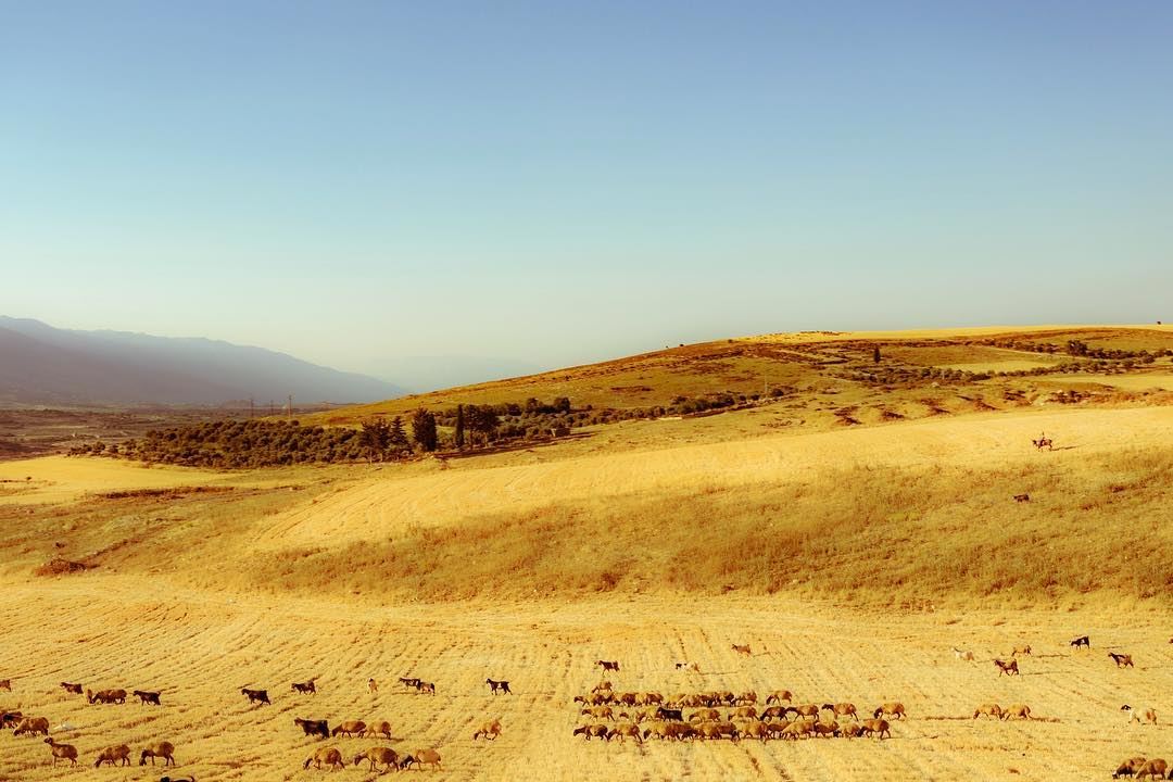 🎥📸🌾🌾🌾🐏🐂🐃 lebanon nature sheep wheat springvibes naturescapes... (Beqaa Valley)