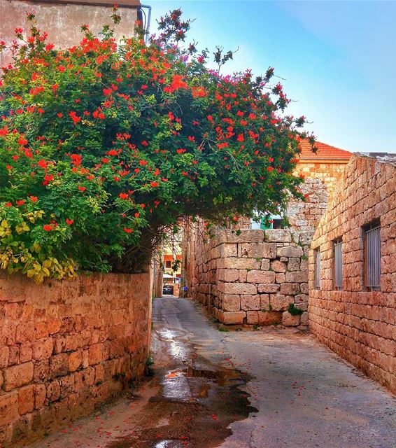 😎 lebanon  nature  throwback  naturelovers  natureporn  landscape ... (Batroûn)