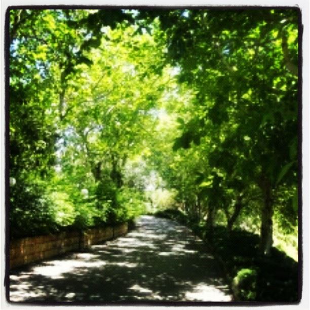 lebanon nature trees
