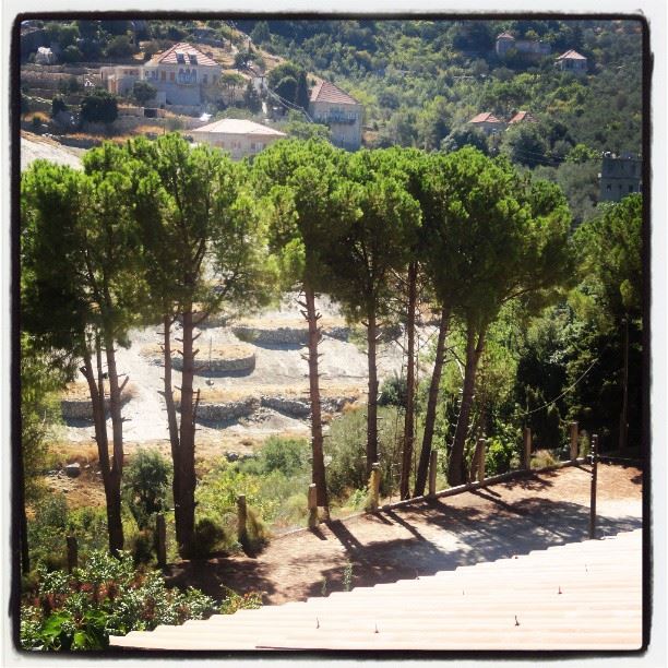 lebanon  nature  trees