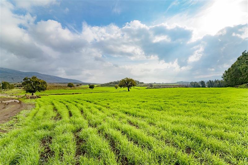  lebanon nature wheat springvibes naturescapes landscape adorable... (El Méri, Al Janub, Lebanon)