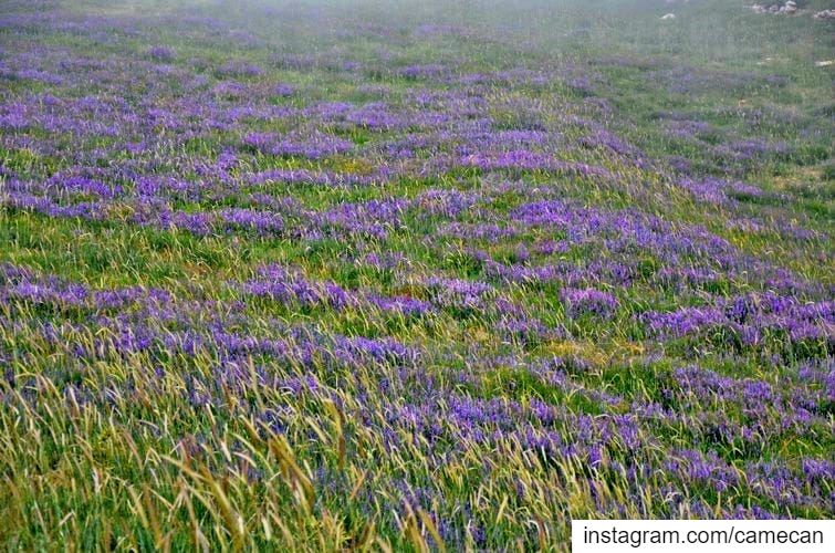  lebanon  north  cedars  spring  colors  whatsuplebanon  lebanoninapicture...