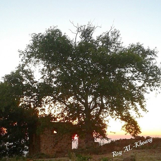  lebanon  north_lebanon  nature  livelovelebanon  life  tree  old_house ...