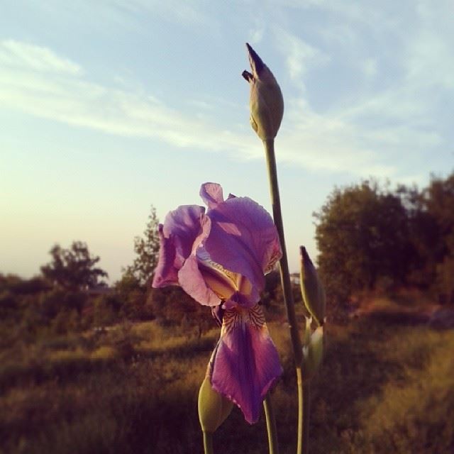  Lebanon  north_lebanon  royalkhoury  april_2014  nature  flowers ...