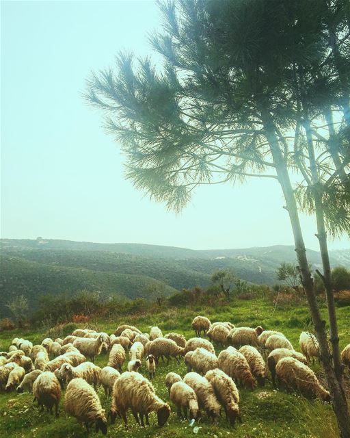  Lebanon  NorthLebanon  Batroun  BatrounDistrict  Rasnhash  Nature  Sheep ... (Ra'S Nhash, Liban-Nord, Lebanon)