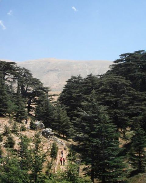  lebanon  northlebanon  cedars  cedarsoflebanon  cedarsofgod  becharre ... (Cedars Forest)