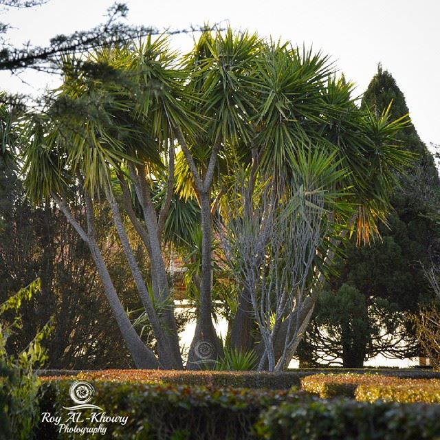  lebanon our  paradise ;) RoyALKhouryPhotography ○○○○○○○○○○○○○○○○○○○○○... (Miziâra, Liban-Nord, Lebanon)