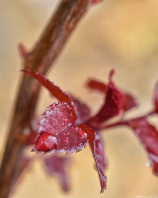 🌹☔ ... ... lebanon  photography  photographylovers  photographyart ...