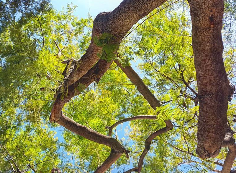  Lebanon  pine  oak  sky  clouds  liban  nature  scene  scenery   magical ...