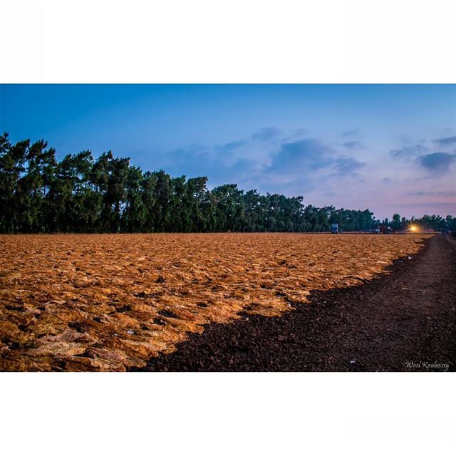  lebanon  plains  landscape  north  lands  fields  plain  nature  farms ... (Akar, Liban-Nord, Lebanon)