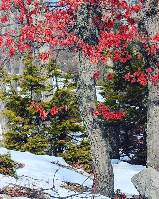  lebanon snow forest winter naturephotography  natureshots ... (غابة العذر)