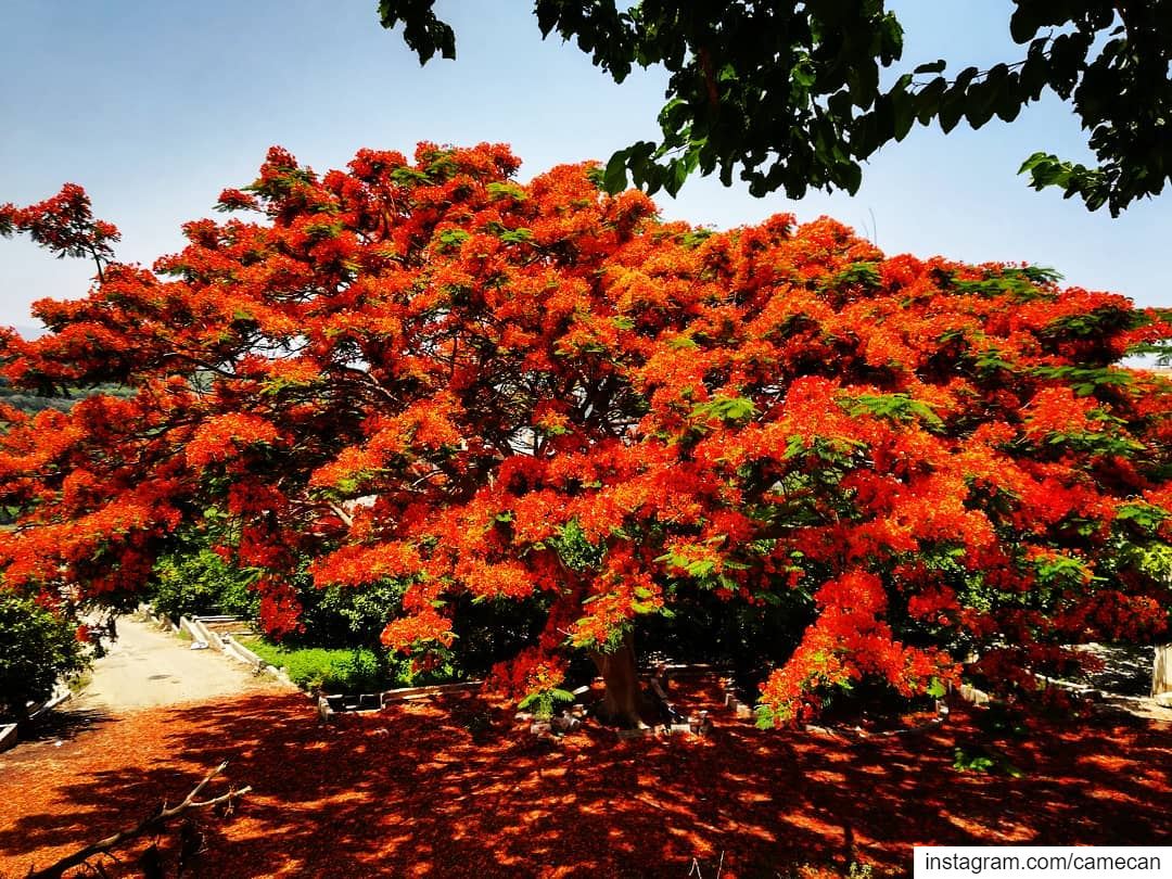  lebanon  south  colorful  tree  summer  colors  picoftheday ...