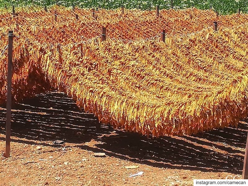  lebanon  south  livelovelebanon  livelovermaich  tobacco  field ...