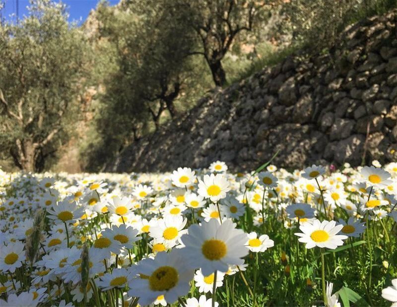  lebanon spring livelovelebanon nature daisies naturephotography ...