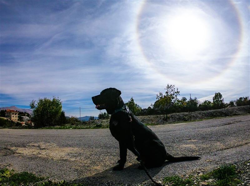 👑❤....... lebanon  sunday  sunnyday  labrador  labradorpuppy ...