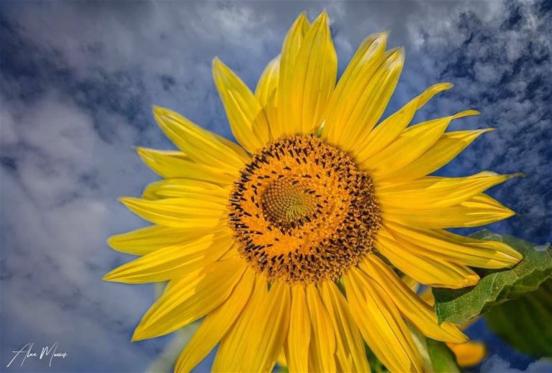  lebanon  sunflower  clouds  bluesky  yellowflower  life  lebanese  nature...