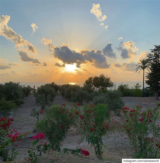 🌺🌅🌺.. lebanon sunset picoftheday instapic photography  saida beirut... (Lebanon)