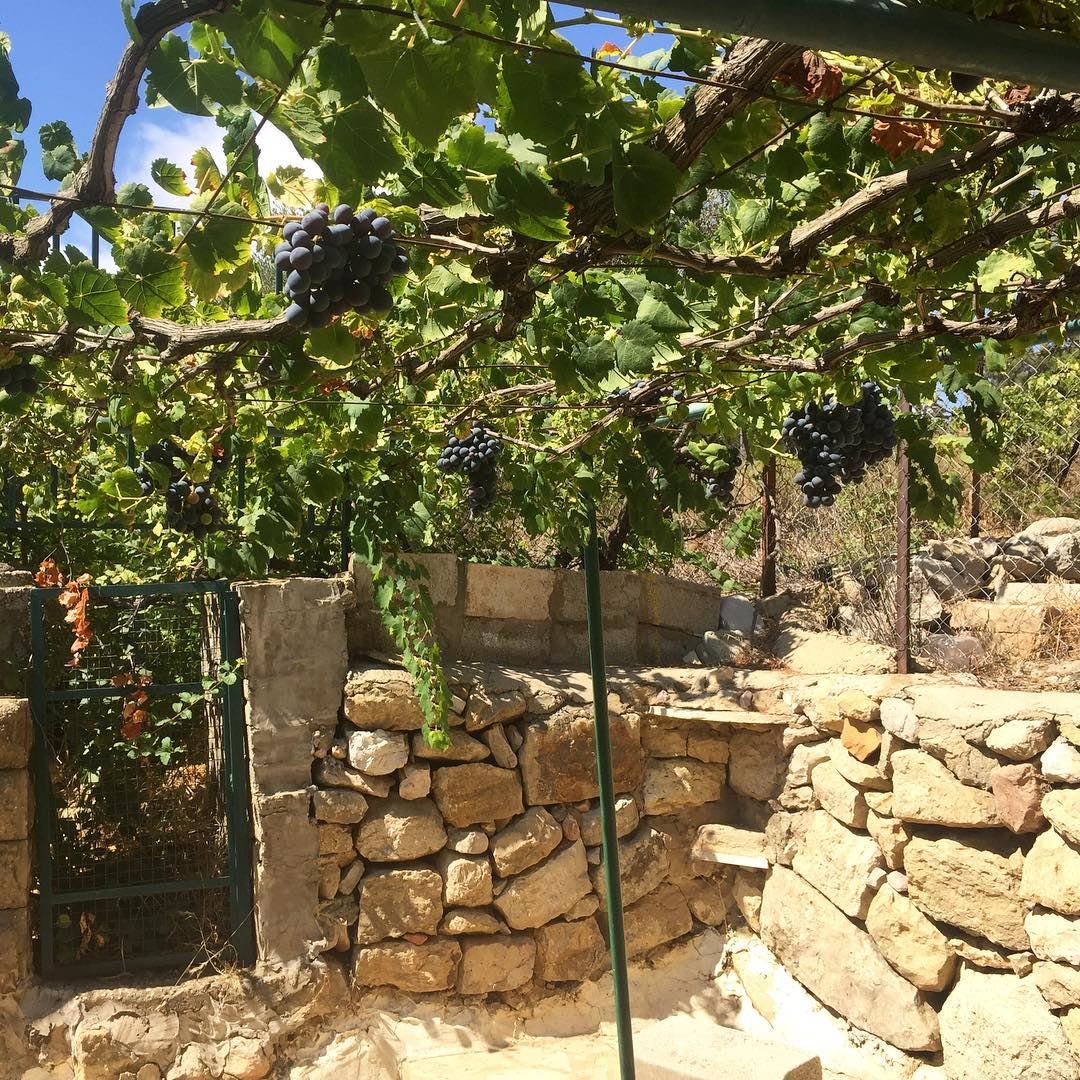  lebanon  village  garden  summer  grapes  lebanonshots  lebanon_hdr ... (Aïn Ksoûr, Mont-Liban, Lebanon)