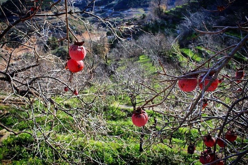  Lebanon where all  seasons happen in one day 😄 missingwinter ... (Kfertay-Keserwan)