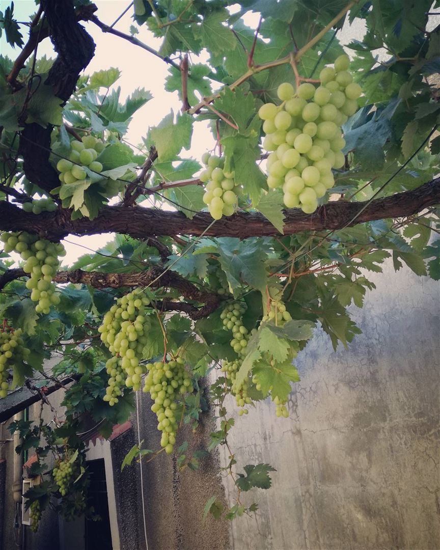 🍇🍇🍇  lebanon  zeitoun  beirut  moutains  grape  vine  wine  natural ... (Zeitoun)