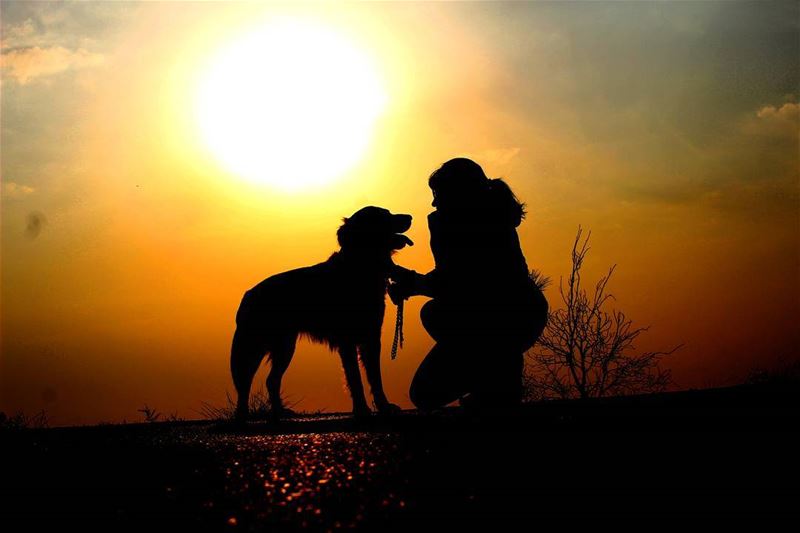  lebanoninapicture  lebanonshots  dog  goldenretriever  sunset ... (Al Yarez)