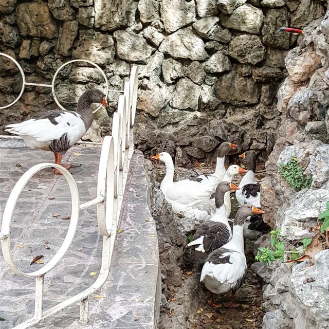  lebanoninapicture  ptk_lebanon  livelovebeirut  insta_lebanon ...