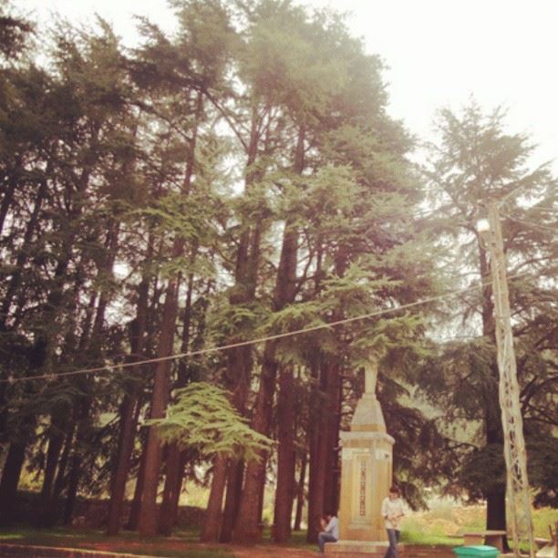 lebanonnature trees