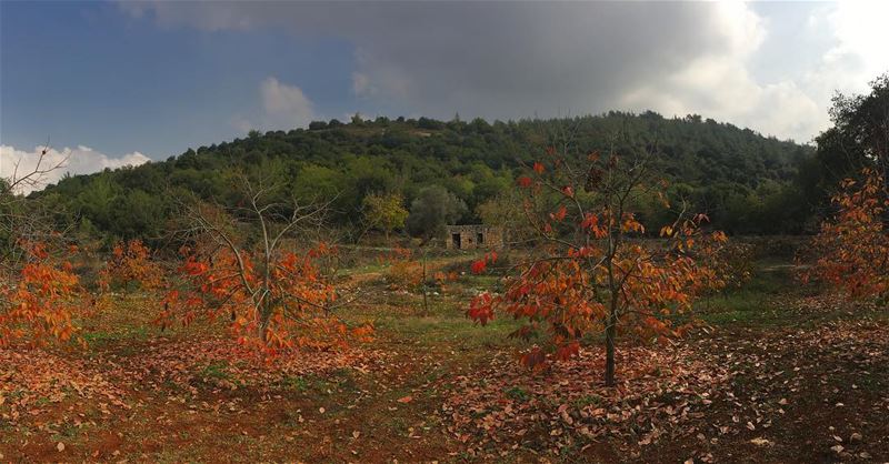 🧡......  lebanonspotlights  thisismycommunity  nationalart ... (Jebrâyel, Liban-Nord, Lebanon)