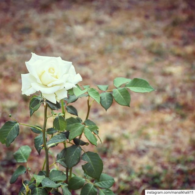 Left alone... rose  nature  lebanon  flower  photography  picoftheday ...