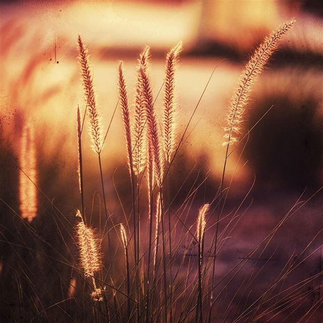 ..left to imagine🌾🌾 vzcomood ‏  whatsupplebanon  loves_lebanon ... (لبنان الروشه)