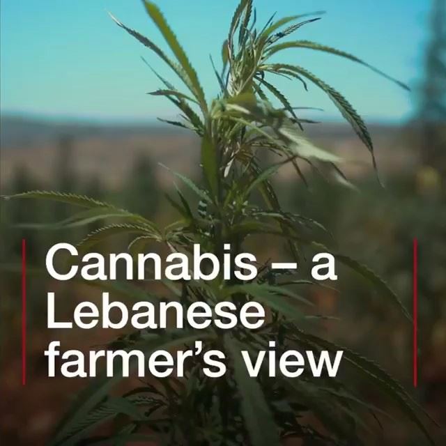LEGALIZE IT: "The climate is perfect for growing hashish." With the... (Lebanon)
