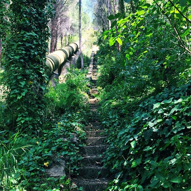 Legs day is nothing after these steps 💪🏻💪🏻 (Kaftoun Al Koura)