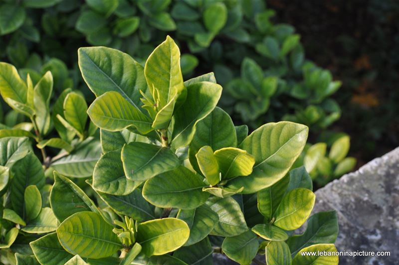 Lemon Tree Leaves in Autumn