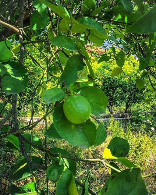 Lemon  tree  tree_captures  ig_myshot  ig_naturebest  ig_lebanon ...