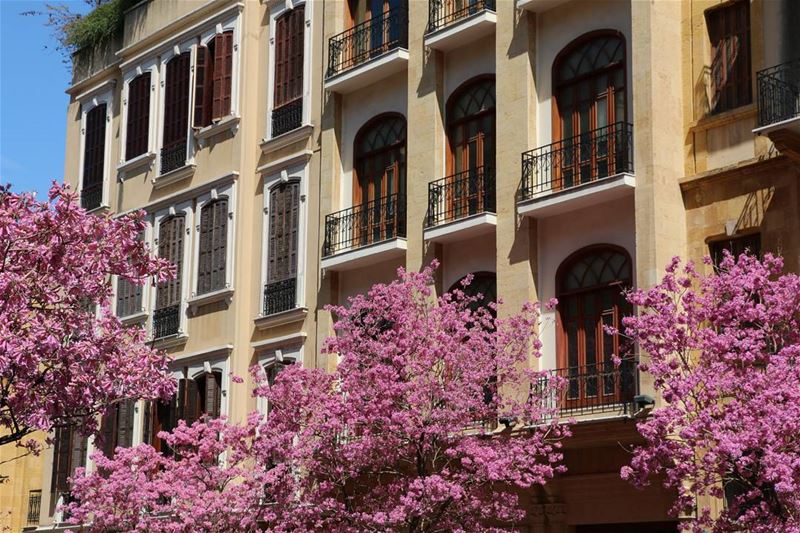 Les bijoux roses... pink  bijoux  spring  blossoming  prolebanon ... (Downtown Beirut)