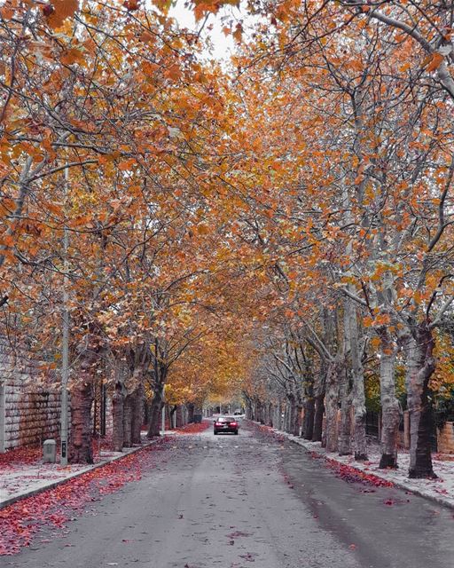 les feuilles mortes.🍁🍂 (Mount Lebanon Governorate)