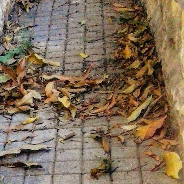 Les feuilles mortes se ramassent a la pelle ,tu vois,