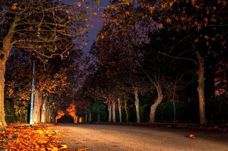 Les feuilles mortes se ramassent à la pelle..••• YvesMontant ... (Sawfar, Mont-Liban, Lebanon)