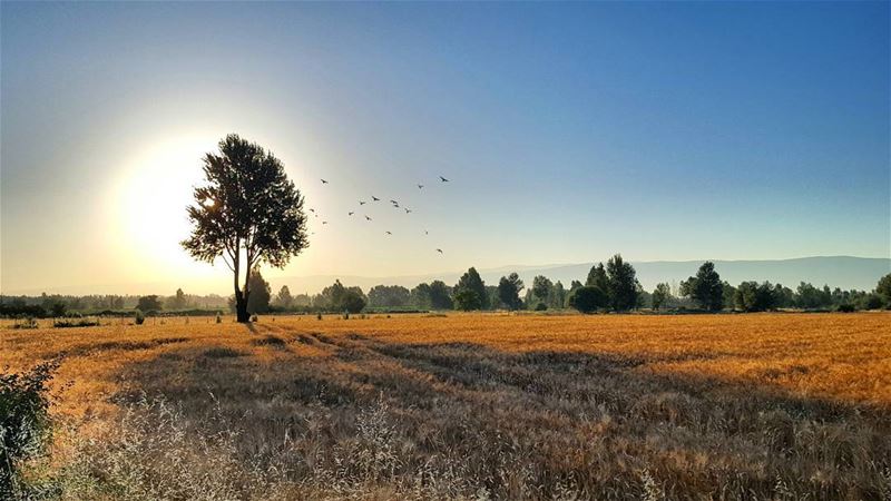 Let every dawn be to you as the beginning of life. GoodMorning... (Beqaa Governorate)