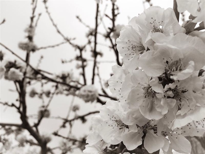 Let it be..-📍Marjaba, Mount Lebanon 🇱🇧 - cherryblossom  blossoms ... (Marjaba, Mont-Liban, Lebanon)