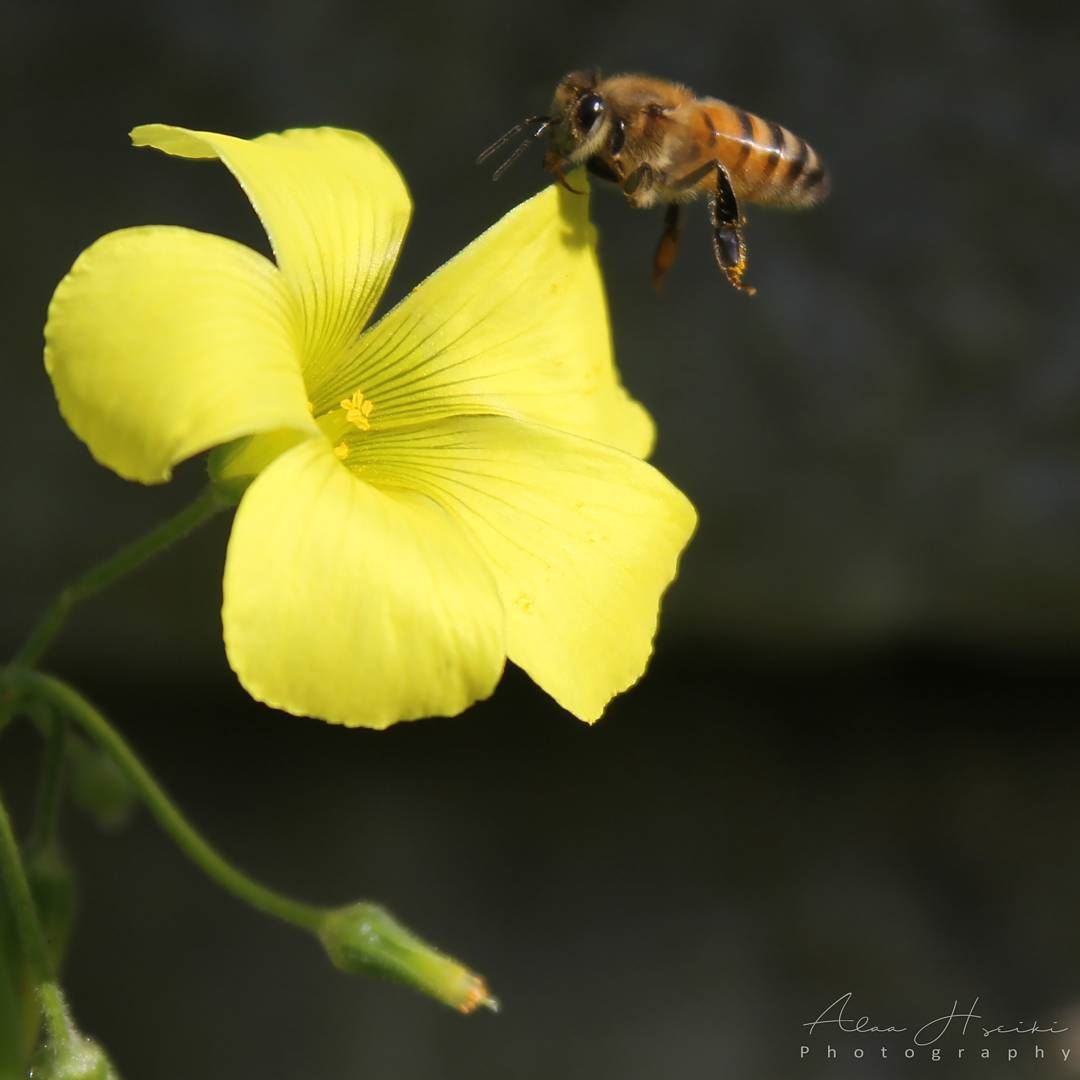 Let It Bee 🐝... Hseiki  Lebanon  beirut  nature  photography  bee ... (Abey, Mont-Liban, Lebanon)