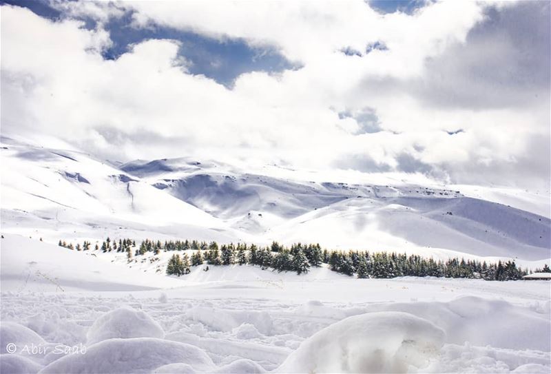 ❄❄Let it snow.. let it snow ❄❄ lebanon  liban  cedarsofgod  cedar  snow ... (Cedars of God)