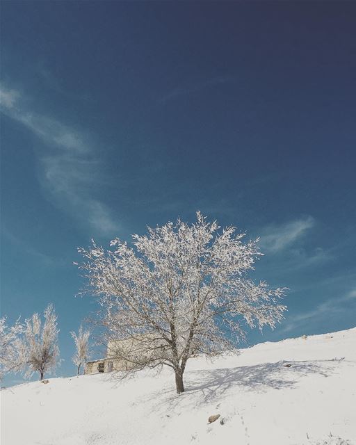 Let it snow over our souls to bring inner peace to humanity ❄️❄️❄️  soul ... (Falougha, Mont-Liban, Lebanon)